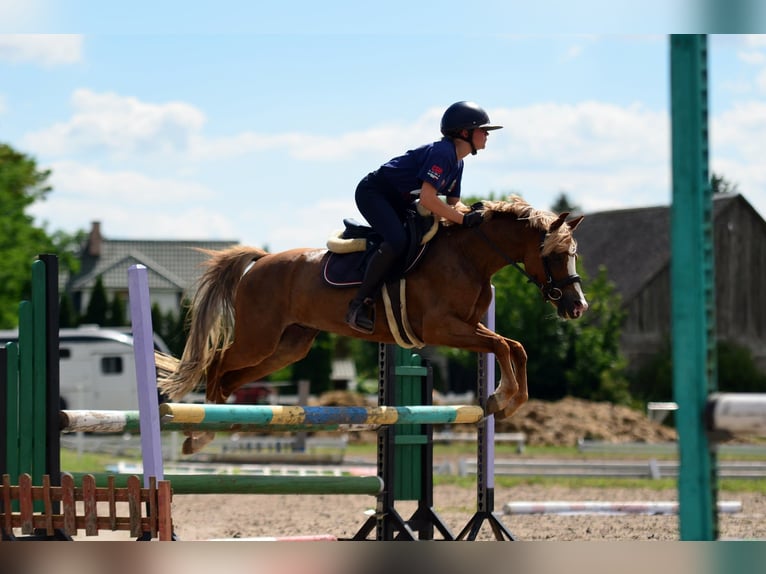 Galés-C Caballo castrado 5 años 135 cm Alazán in Poznań