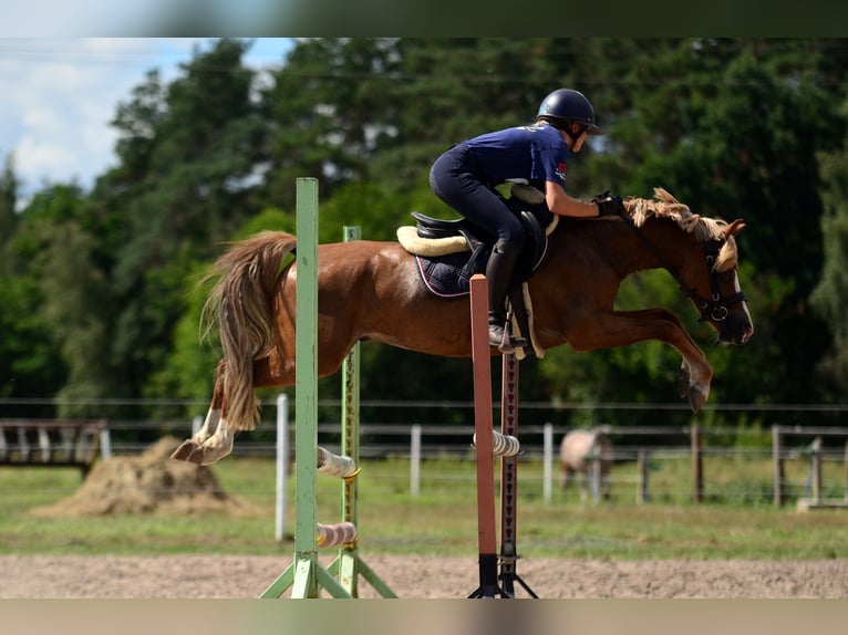 Galés-C Caballo castrado 5 años 135 cm Alazán in Poznań