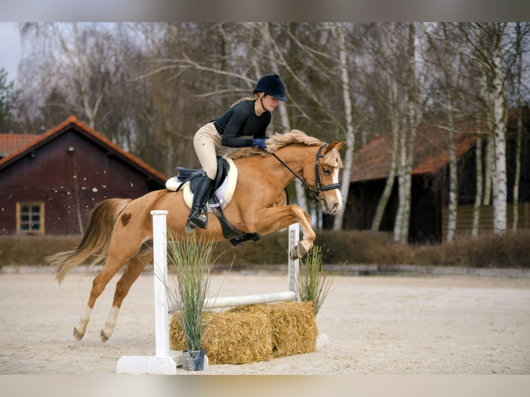 Galés-C Caballo castrado 5 años 135 cm Alazán in Kicin