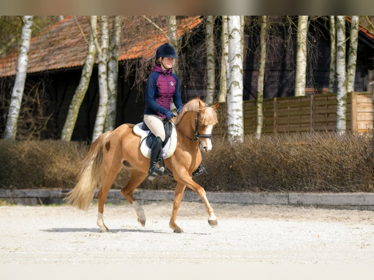 Galés-C Caballo castrado 5 años 136 cm Alazán in Kicin