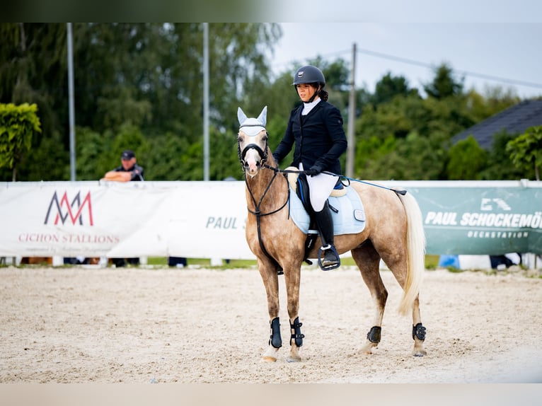 Galés-C Caballo castrado 5 años 136 cm Bayo in Pyrzowice