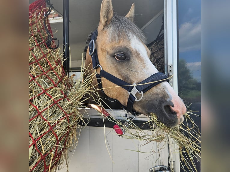 Galés-C Caballo castrado 5 años 136 cm Bayo in Pyrzowice