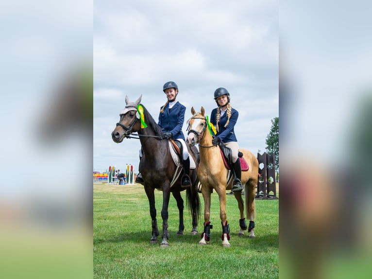 Galés-C Caballo castrado 5 años 136 cm Palomino in Żnin