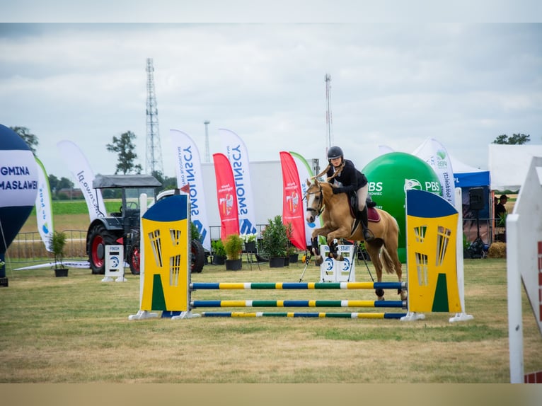 Galés-C Caballo castrado 5 años 136 cm Palomino in Żnin