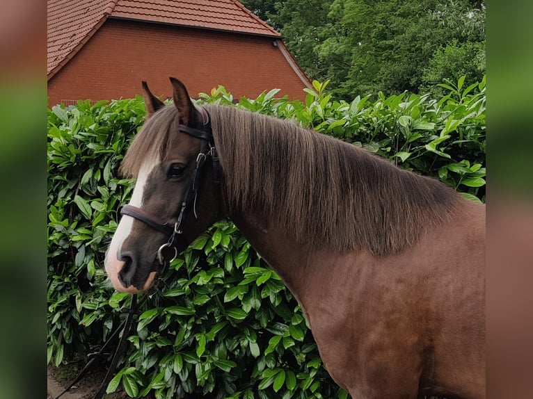 Galés-C Caballo castrado 5 años 138 cm Alazán-tostado in Marklohe