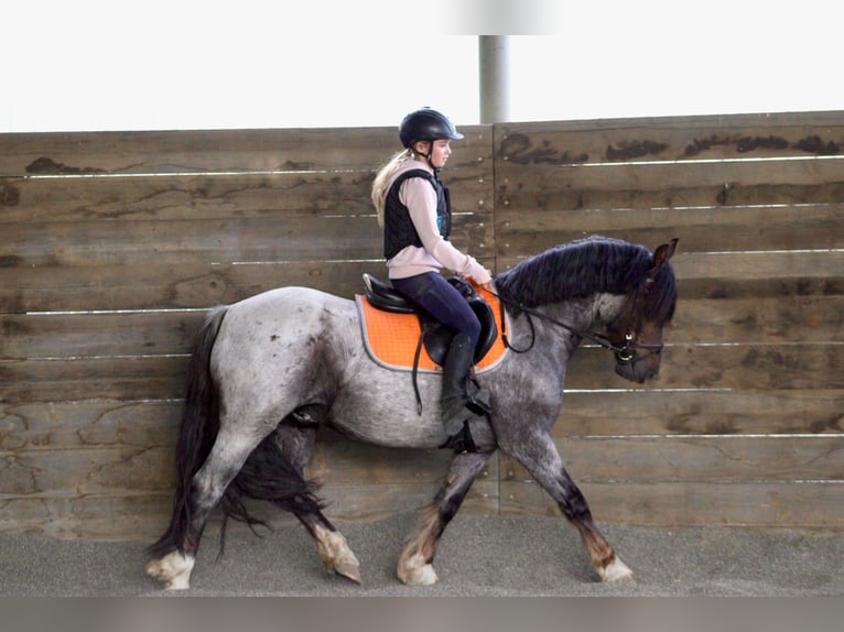 Galés-C Caballo castrado 5 años 140 cm  in Praha