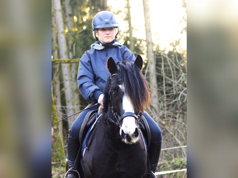 Galés-C Caballo castrado 5 años 143 cm Negro in Krumstedt