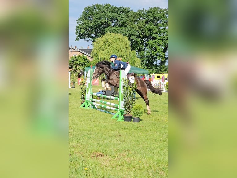 Galés-C Caballo castrado 5 años 143 cm Negro in Krumstedt