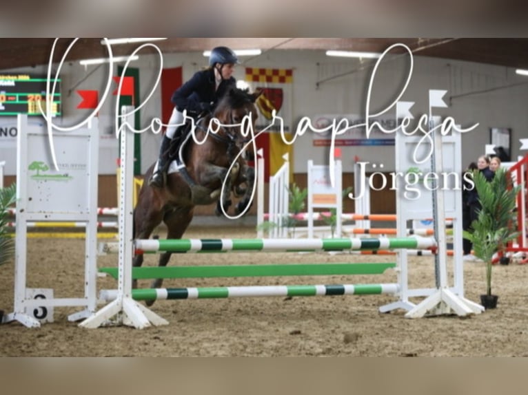 Galés-C Caballo castrado 5 años 145 cm Castaño oscuro in Rheine