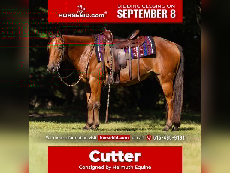 Galés-C Mestizo Caballo castrado 5 años 145 cm Castaño rojizo in Ames