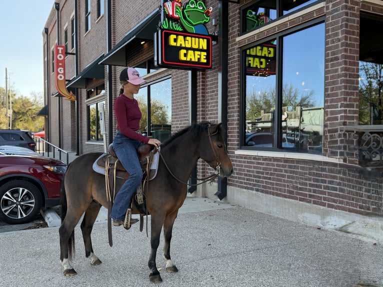 Galés-C Caballo castrado 6 años 112 cm Castaño rojizo in Cleburne