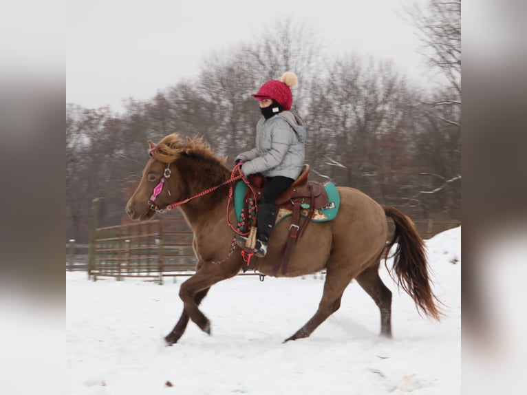Galés-C Caballo castrado 6 años 124 cm Champán in Howell
