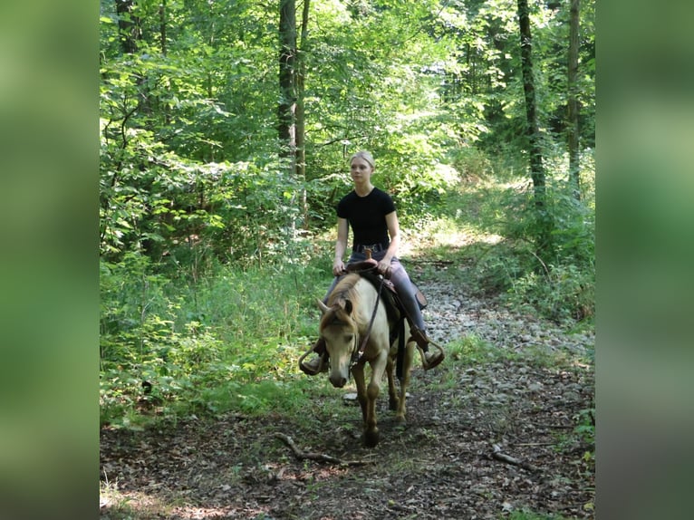 Galés-C Caballo castrado 6 años 124 cm Champán in Howell
