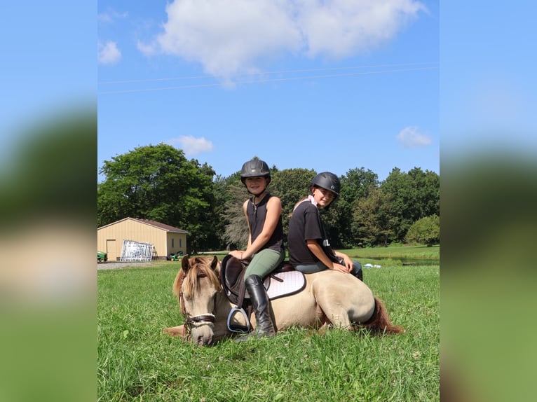 Galés-C Caballo castrado 6 años 124 cm Champán in Howell