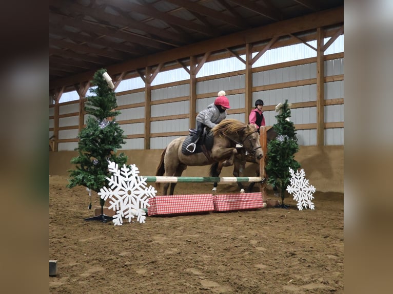 Galés-C Caballo castrado 6 años 124 cm Champán in Howell