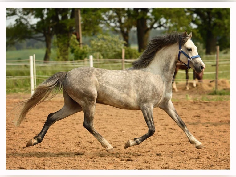 Galés-C Caballo castrado 6 años 137 cm Tordo in Olsztyn