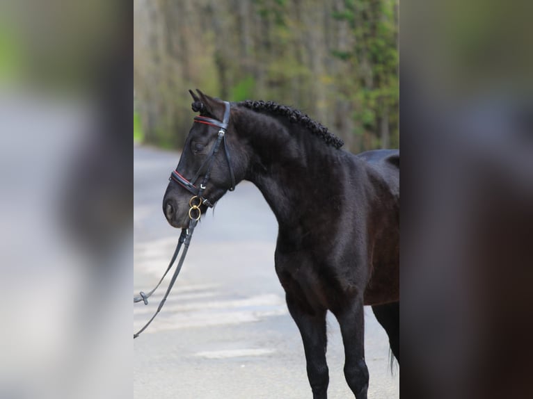 Galés-C Caballo castrado 6 años 138 cm Negro in Königsdorf