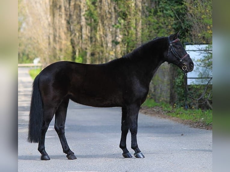 Galés-C Caballo castrado 6 años 138 cm Negro in Königsdorf