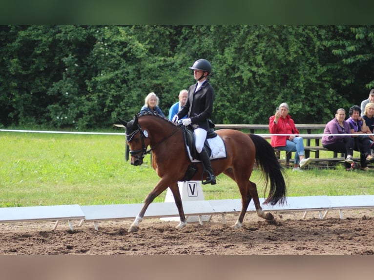 Galés-C Caballo castrado 6 años 144 cm Castaño in Züssow