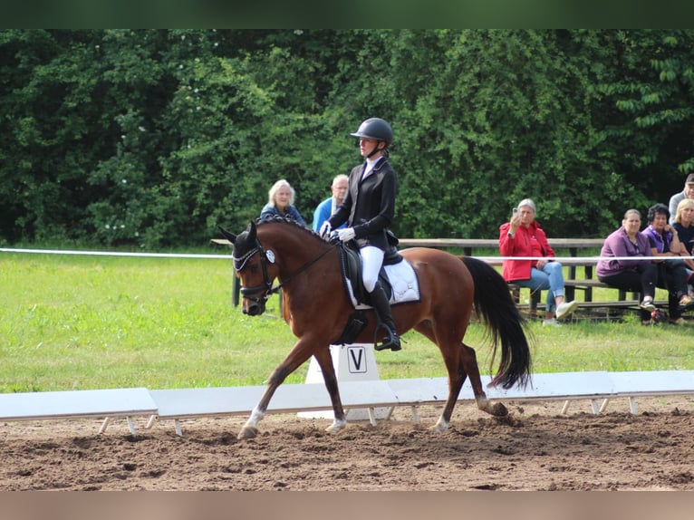 Galés-C Caballo castrado 6 años 144 cm Castaño in Züssow