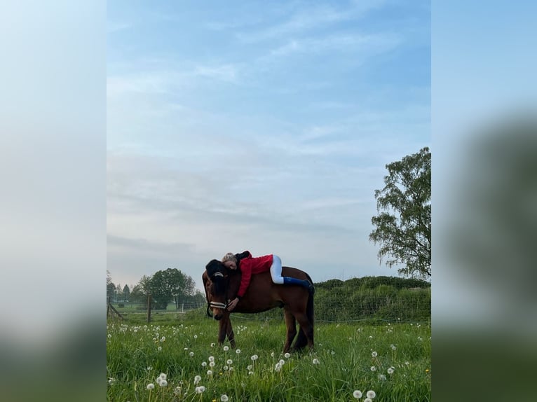 Galés-C Caballo castrado 6 años 144 cm Castaño in Züssow