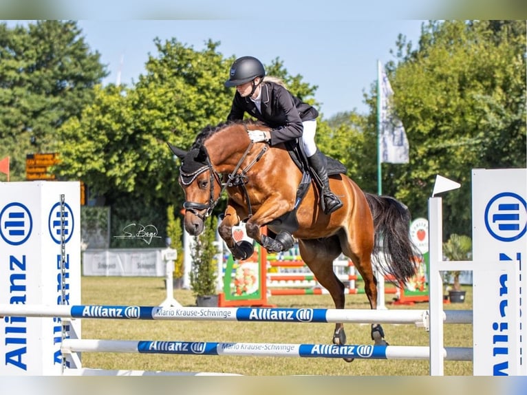 Galés-C Caballo castrado 6 años 144 cm Castaño in Züssow