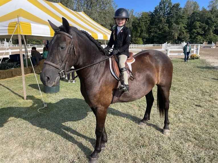 Galés-C Caballo castrado 6 años 145 cm Negro in Howell MI