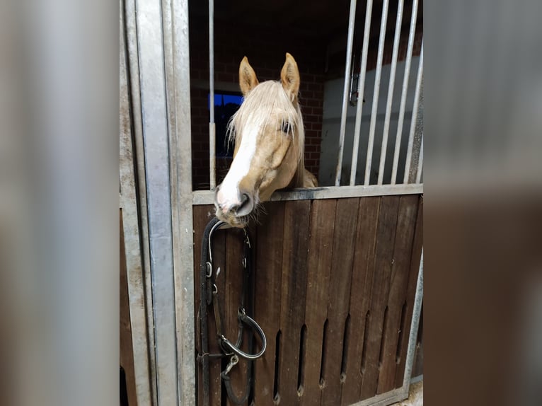 Galés-C Mestizo Caballo castrado 6 años 146 cm Champán in Emsbüren