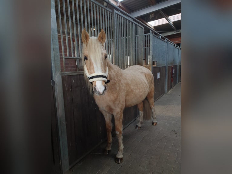 Galés-C Mestizo Caballo castrado 6 años 146 cm Champán in Emsbüren