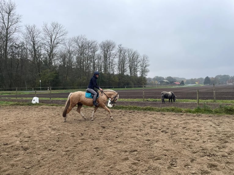 Galés-C Mestizo Caballo castrado 6 años 146 cm Champán in Emsbüren