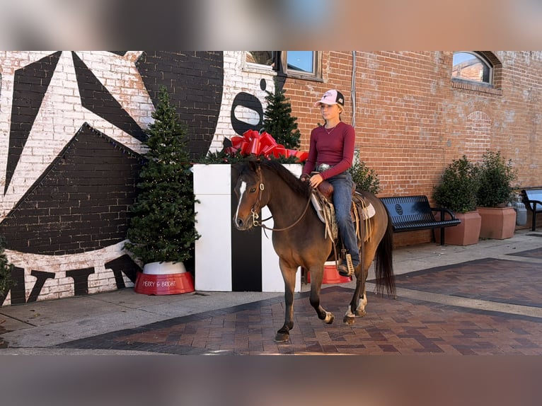 Galés-C Caballo castrado 7 años 112 cm Castaño rojizo in Cleburne