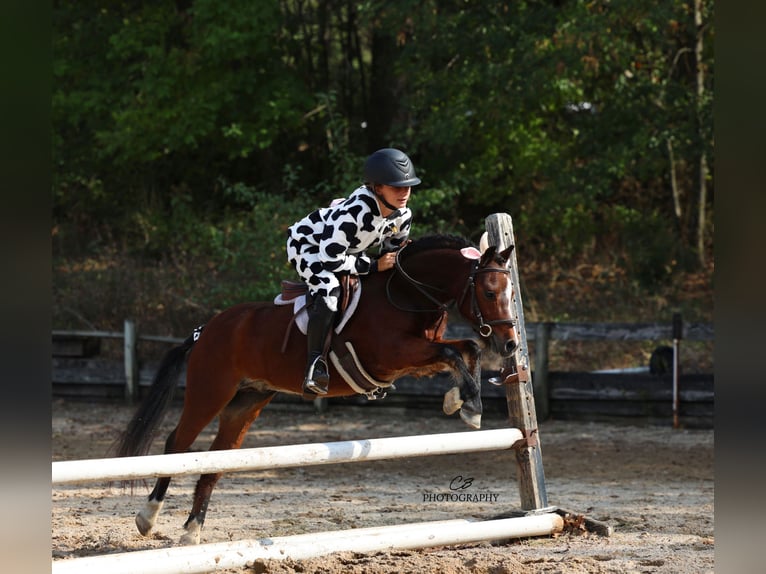 Galés-C Caballo castrado 7 años 112 cm Castaño rojizo in Cleburne