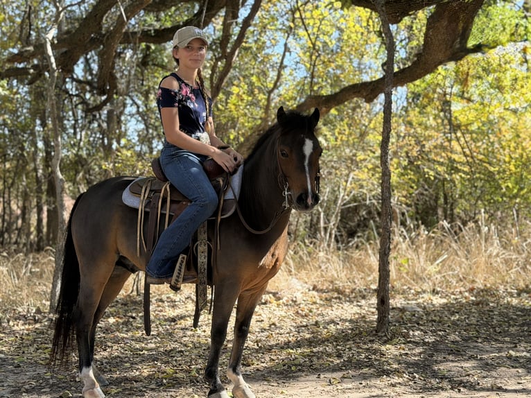 Galés-C Caballo castrado 7 años 112 cm Castaño rojizo in Cleburne