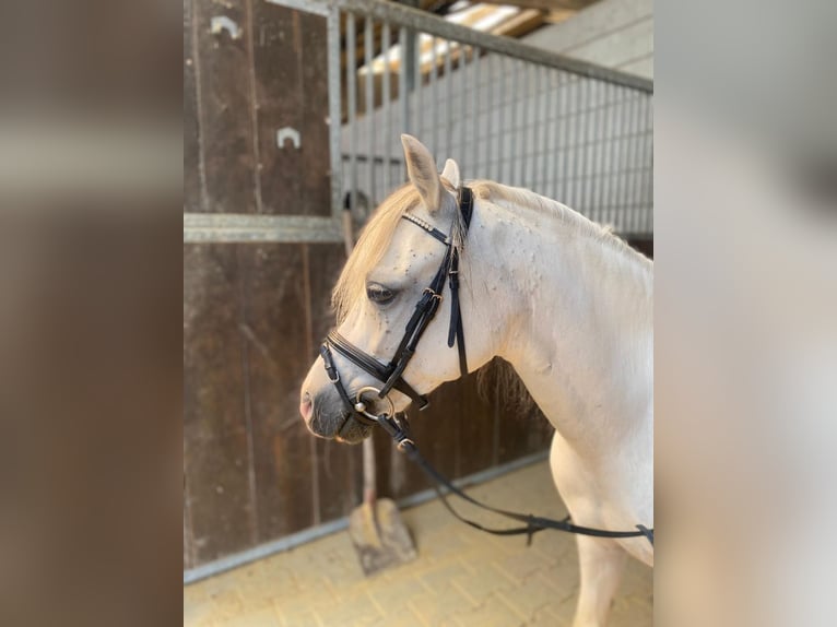 Galés-C Caballo castrado 7 años 120 cm Tordo in Iserlohn