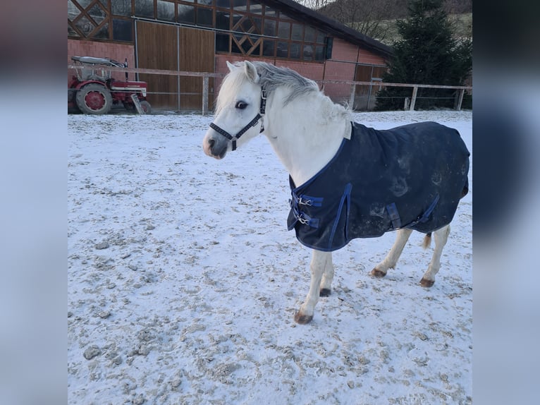 Galés-C Caballo castrado 7 años 120 cm Tordo in Iserlohn