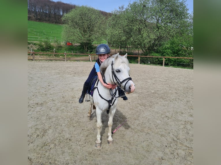 Galés-C Caballo castrado 7 años 120 cm Tordo in Iserlohn