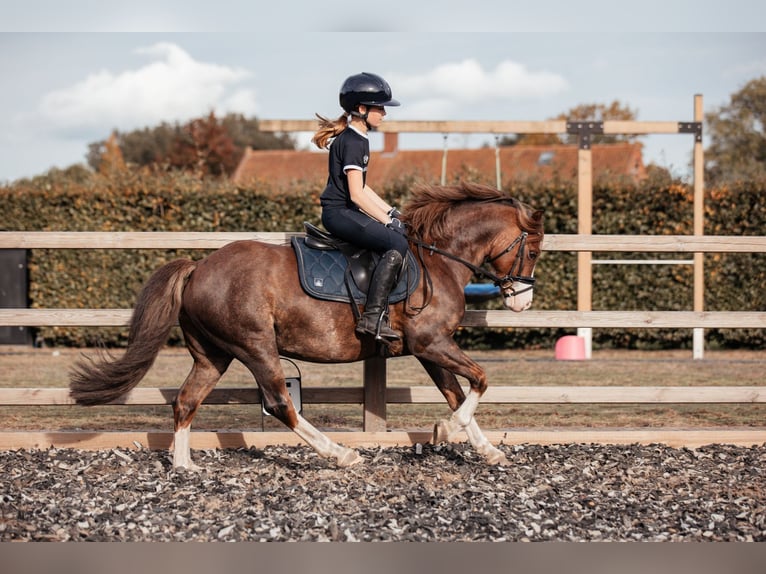 Galés-C Caballo castrado 7 años 134 cm Alazán-tostado in Hooge Mierde