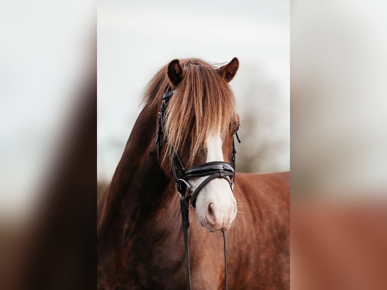 Galés-C Caballo castrado 7 años 134 cm Alazán-tostado in Hooge Mierde