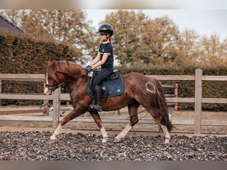 Galés-C Caballo castrado 7 años 134 cm Alazán-tostado in Hooge Mierde