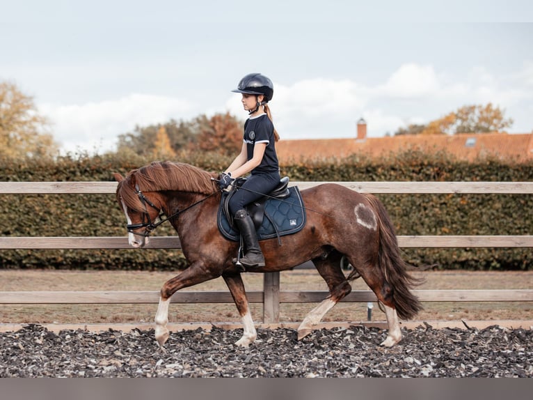 Galés-C Caballo castrado 7 años 134 cm Alazán-tostado in Hooge Mierde