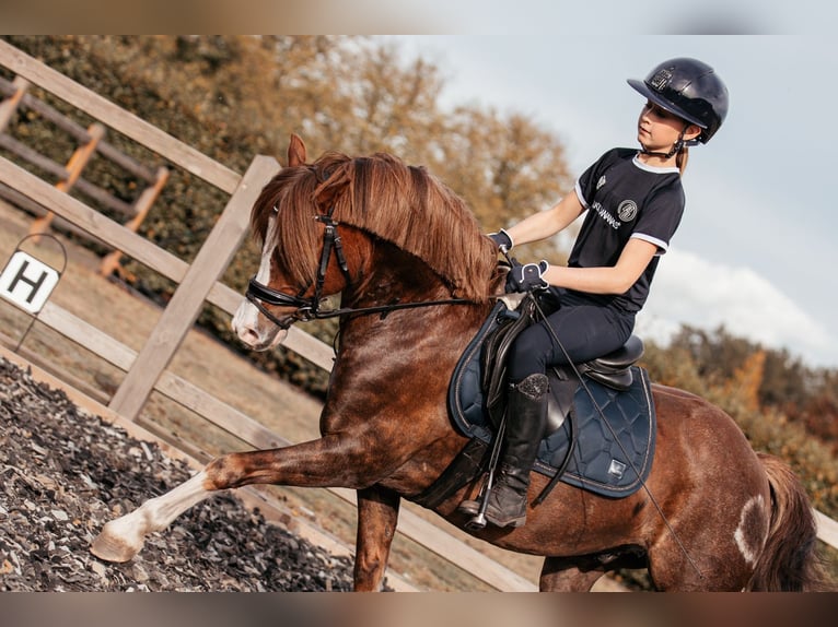 Galés-C Caballo castrado 7 años 134 cm Alazán-tostado in Hooge Mierde