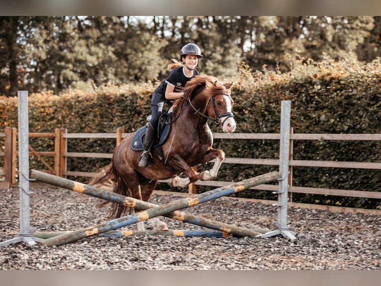 Galés-C Caballo castrado 7 años 134 cm Alazán-tostado in Hooge Mierde