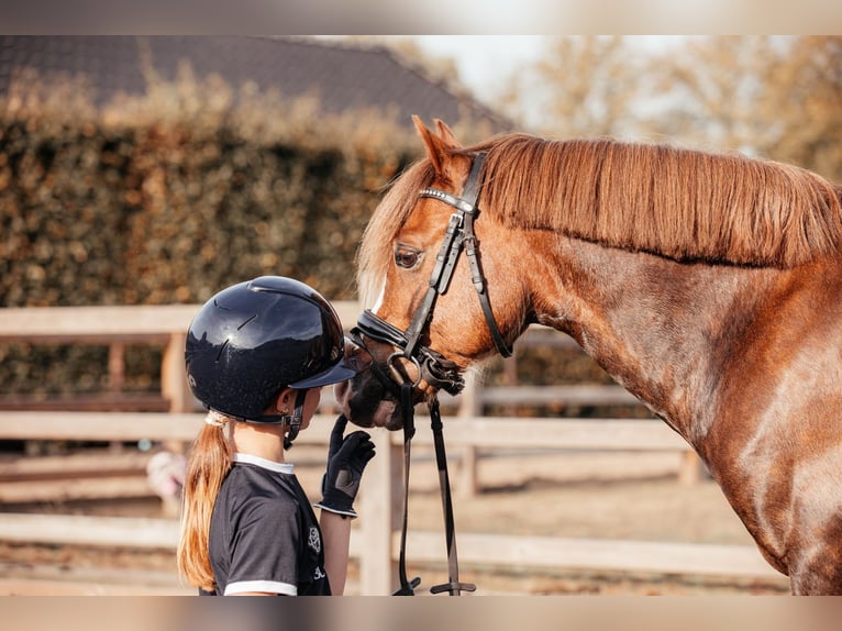 Galés-C Caballo castrado 7 años 134 cm Alazán-tostado in Hooge Mierde