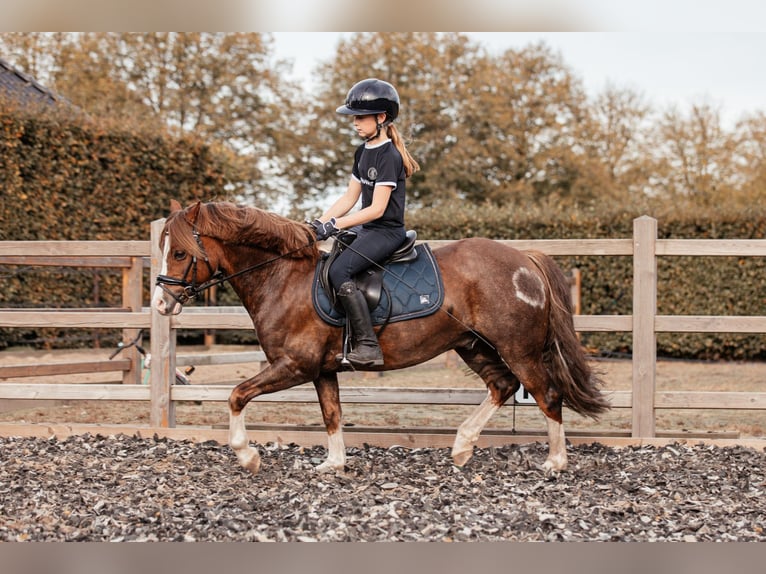 Galés-C Caballo castrado 7 años 134 cm Alazán-tostado in Hooge Mierde