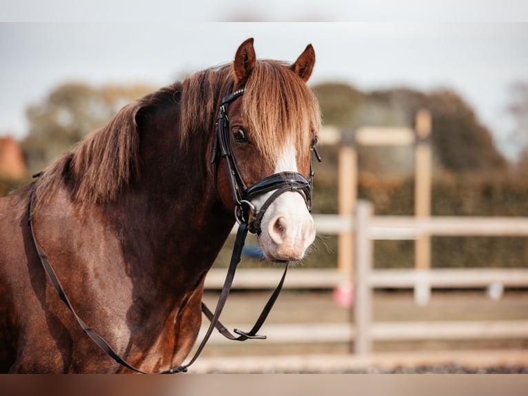 Galés-C Caballo castrado 7 años 134 cm Alazán-tostado in Hooge Mierde