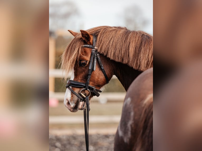 Galés-C Caballo castrado 7 años 134 cm Alazán-tostado in Hooge Mierde