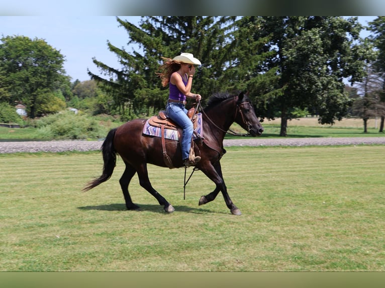 Galés-C Caballo castrado 7 años 145 cm Negro in Howell MI