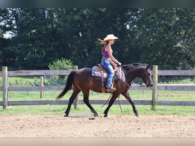 Galés-C Caballo castrado 7 años 145 cm Negro in Howell MI