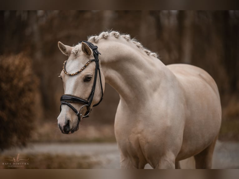 Galés-C Caballo castrado 7 años 148 cm Palomino in Wehringen