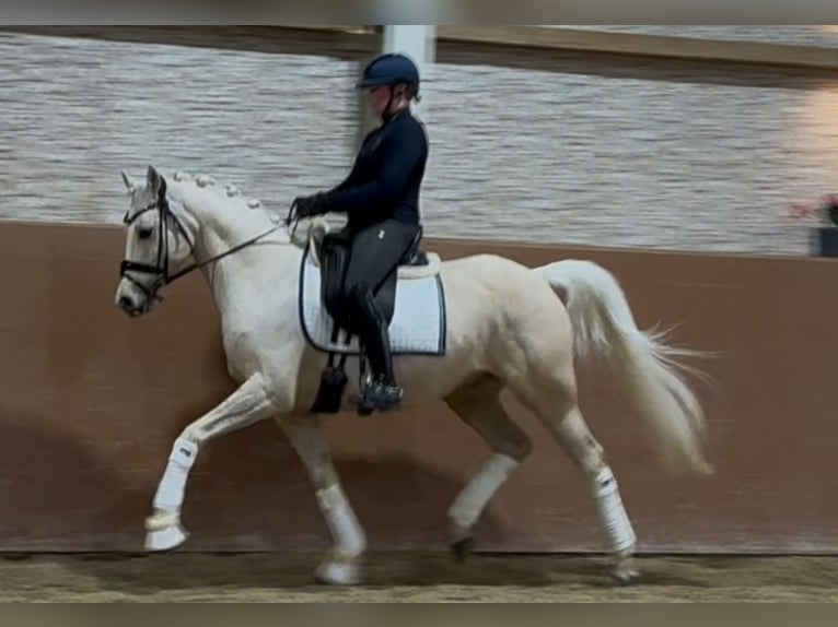 Galés-C Caballo castrado 7 años 148 cm Palomino in Wehringen